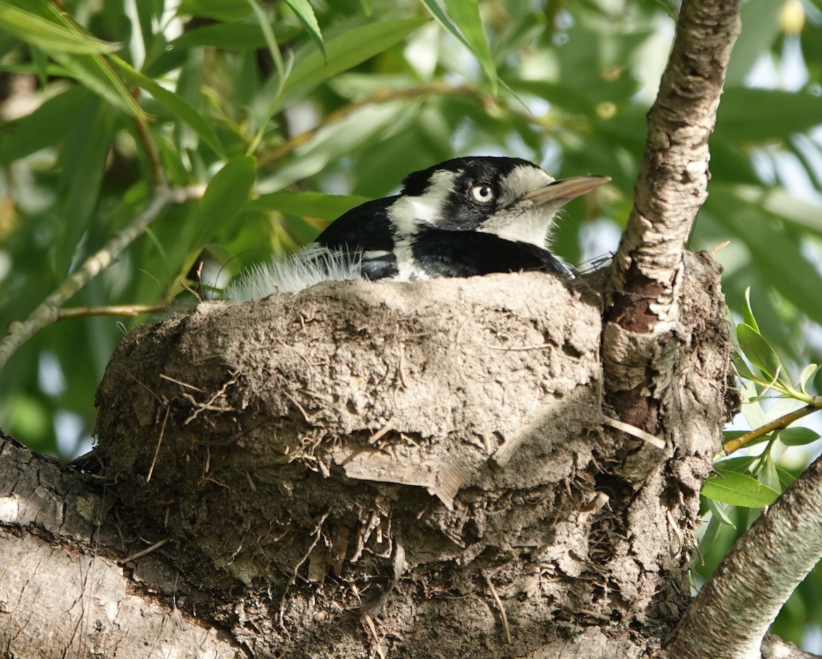 Magpie-lark - ML644435002