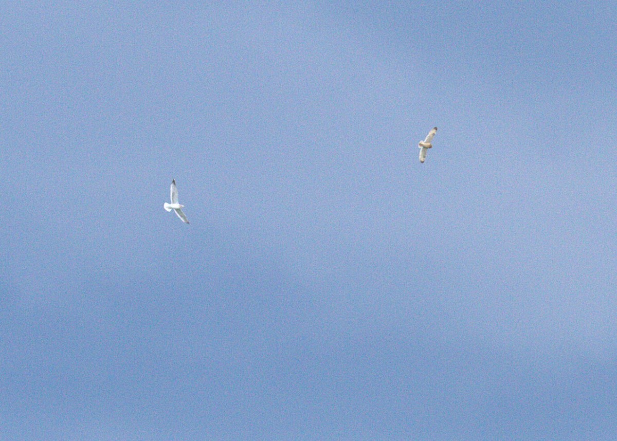 Short-eared Owl - ML644435017