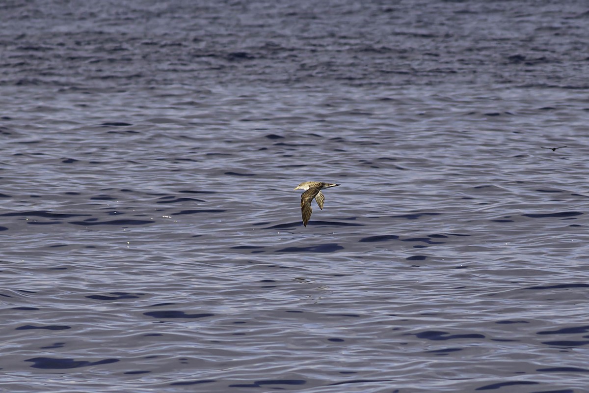 Berta maggiore/boreale - ML644435024