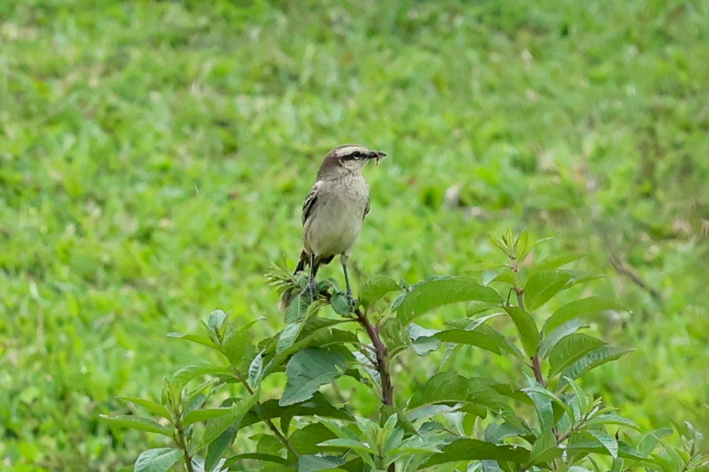 マミジロマネシツグミ - ML644435027