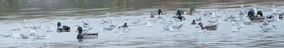 Bonaparte's Gull - ML644435033
