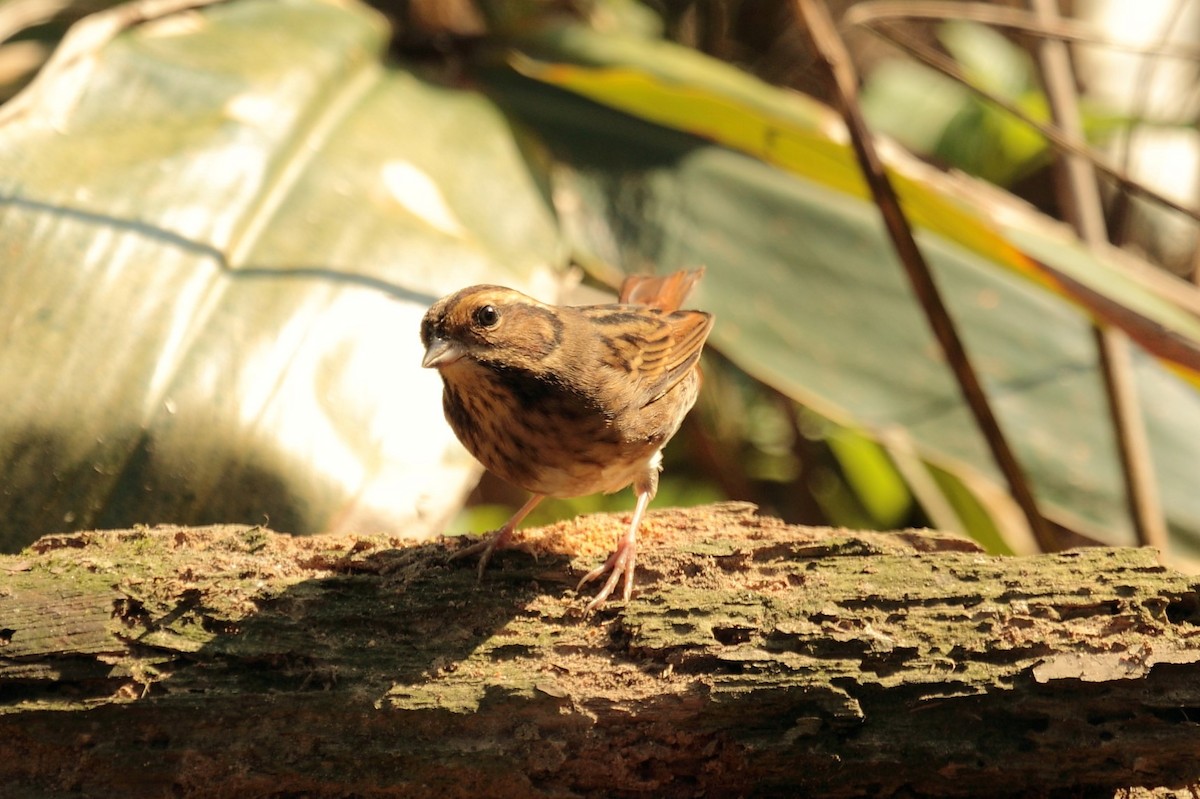 Самнаа хөмрөг - ML644435042