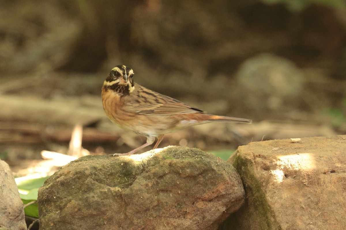 Самнаа хөмрөг - ML644435043