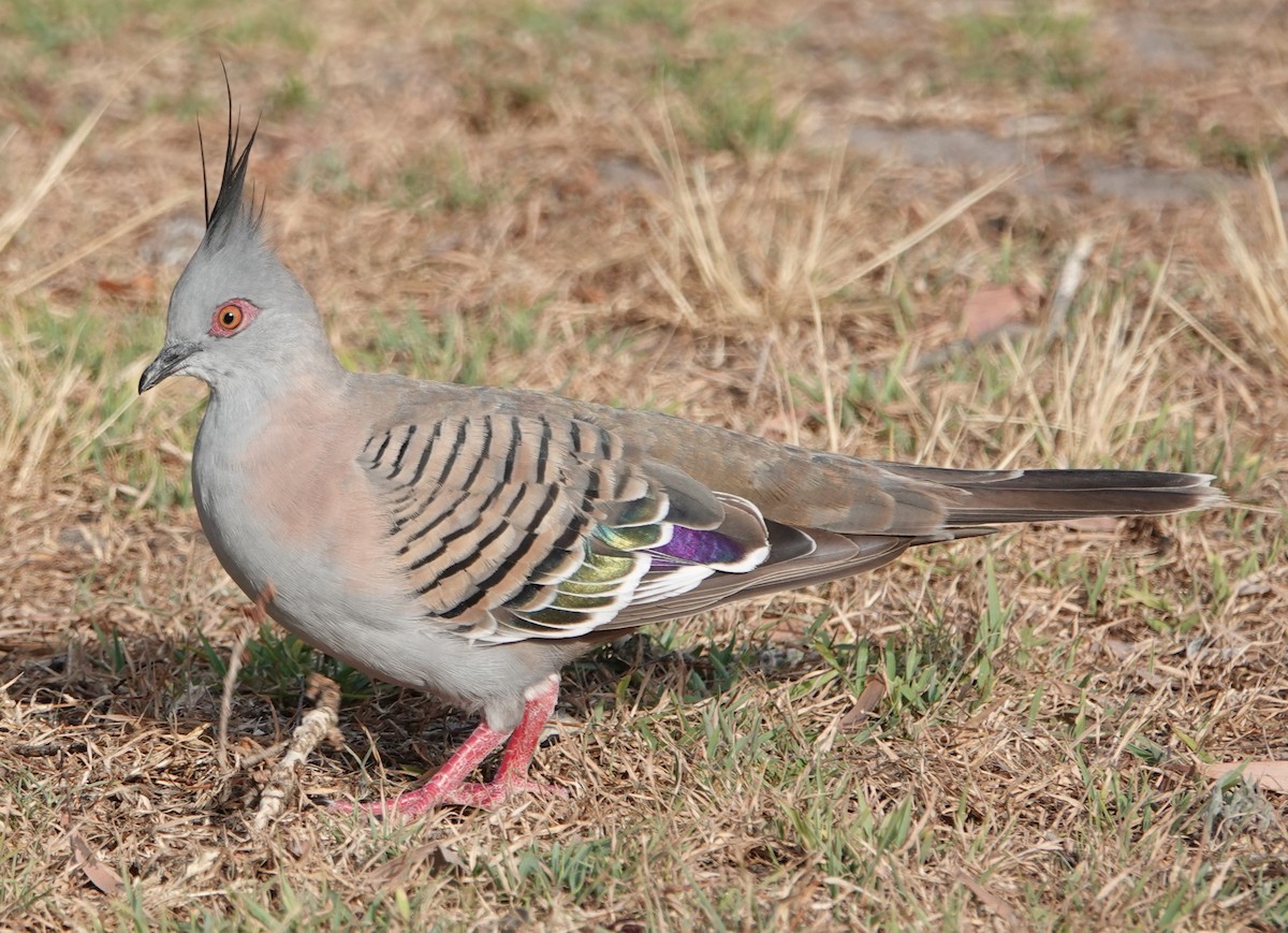Crested Pigeon - ML644435045