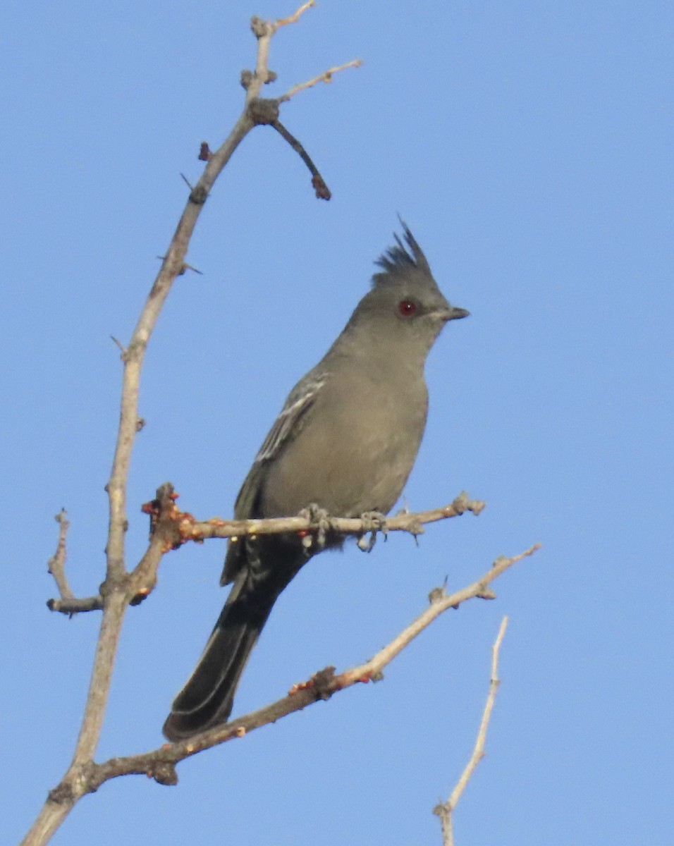 Phénopèple luisant - ML644435058
