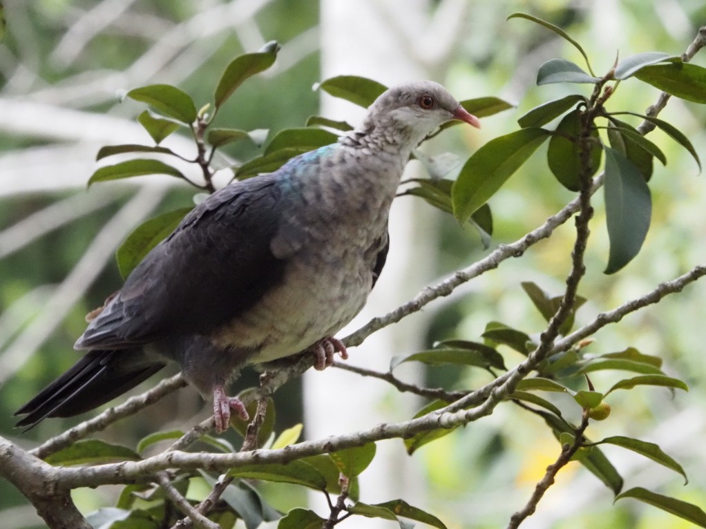 holub běloprsý - ML644435060