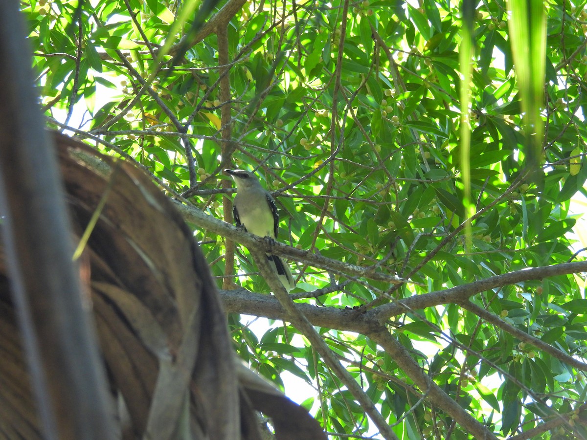 Moqueur des savanes - ML644435076