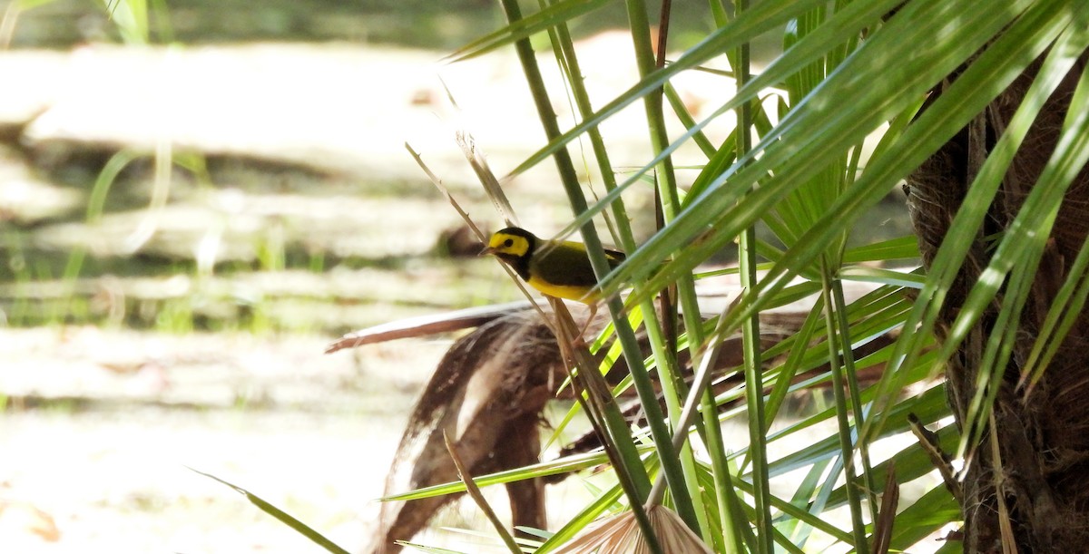 Болотянка чорногорла - ML644435089