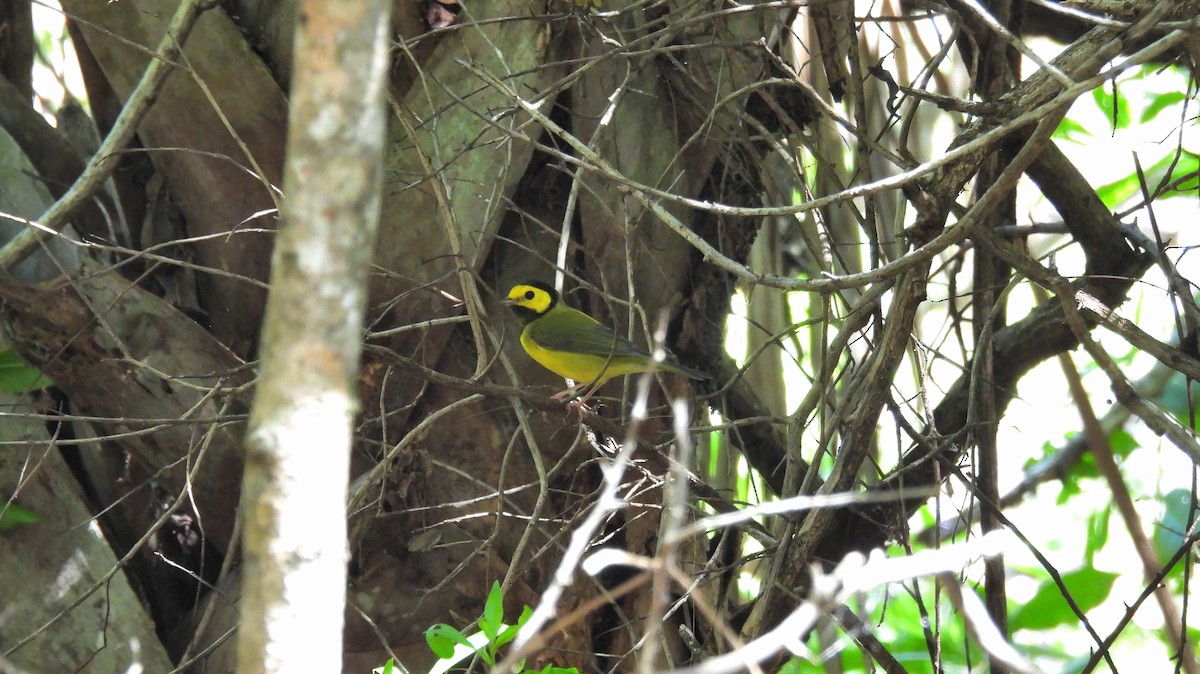 Болотянка чорногорла - ML644435090