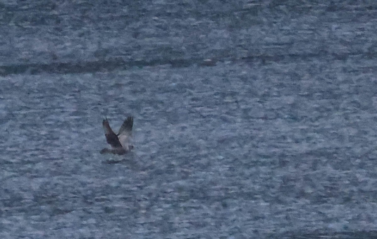 gull sp. - ML644435111