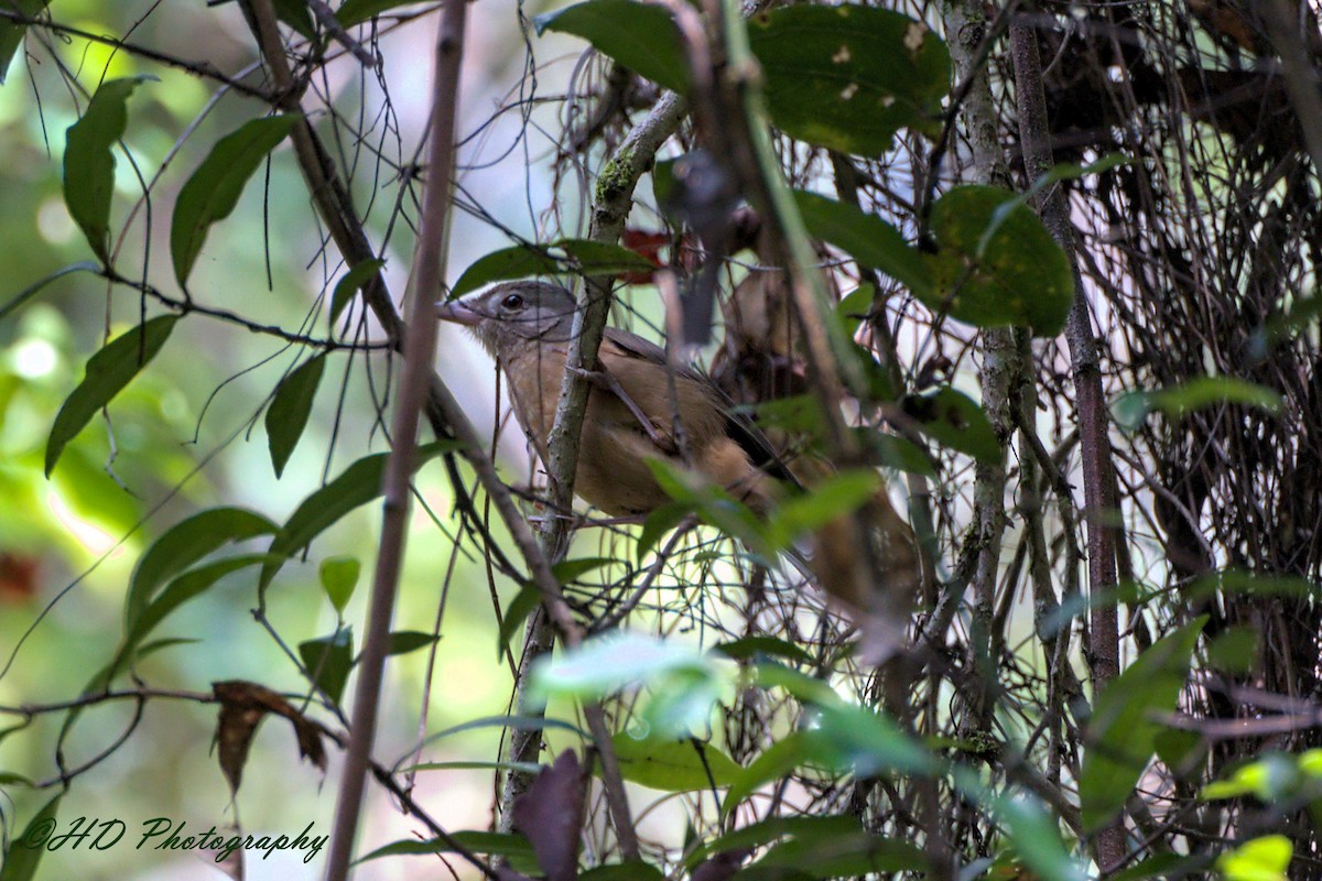 Little Shrikethrush (Rufous) - ML644435112