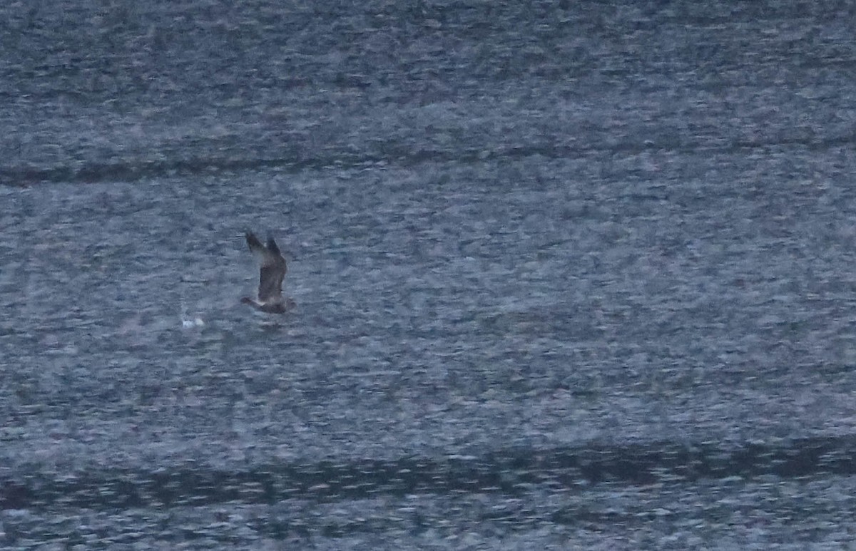 gull sp. - ML644435113