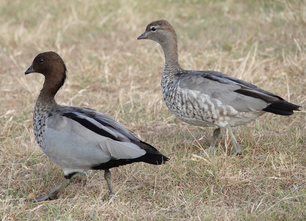 Maned Duck - ML644435114