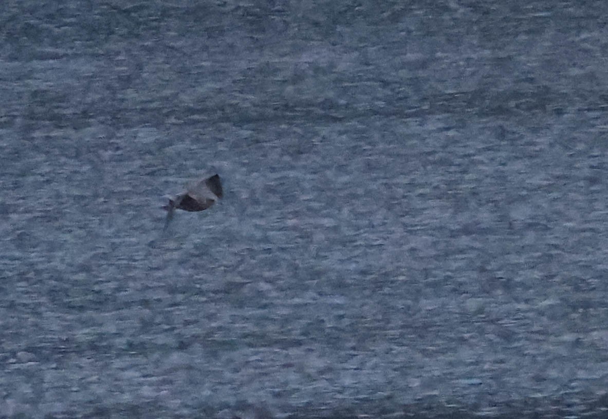 gull sp. - ML644435115