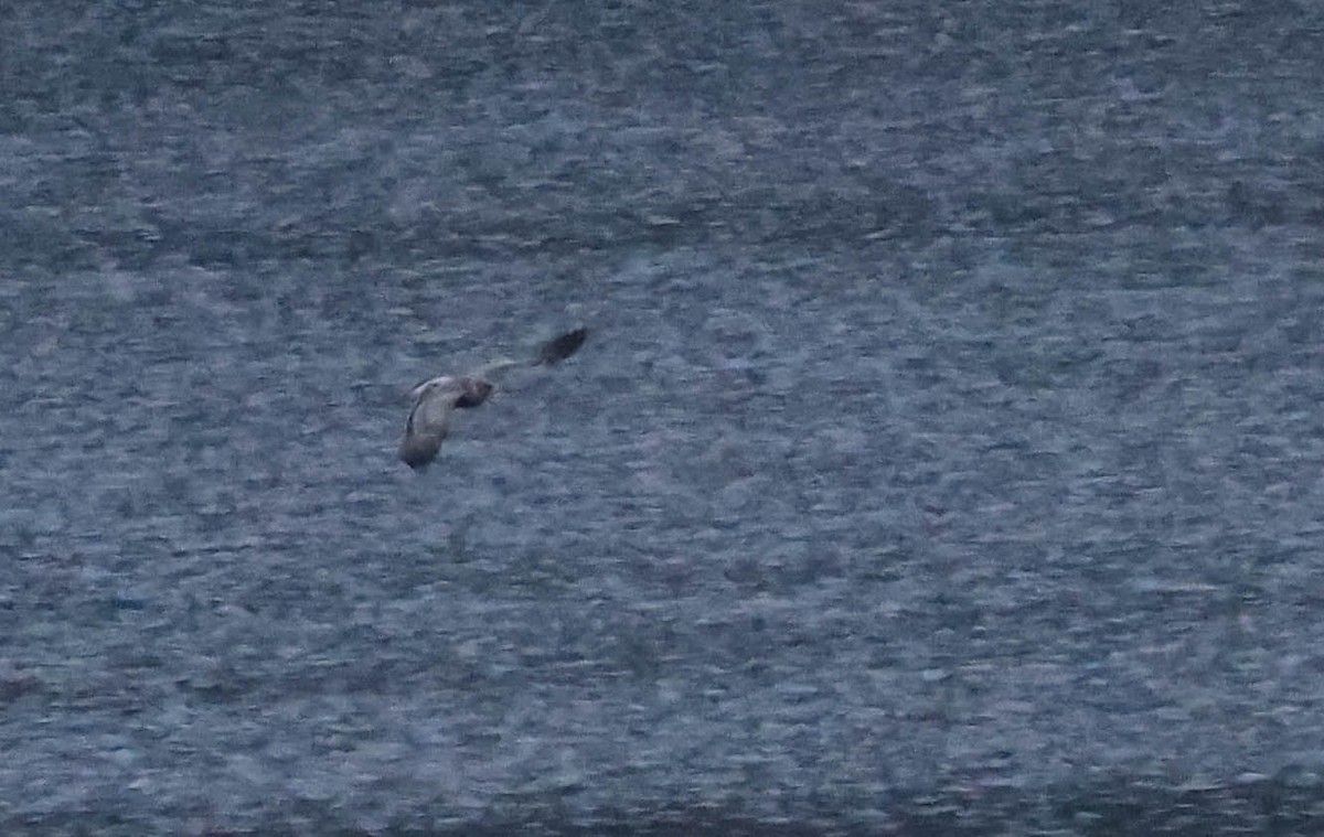 gull sp. - ML644435116