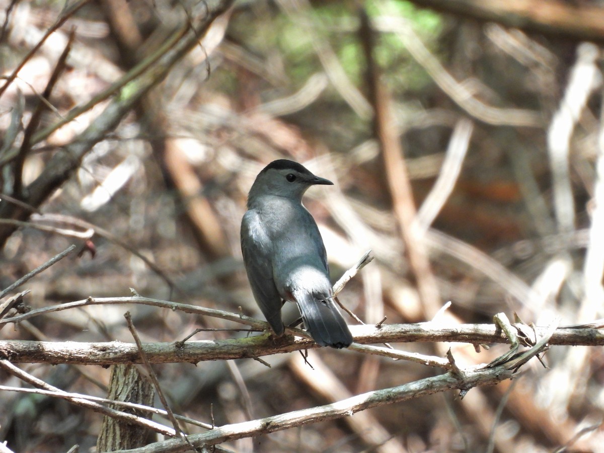 ימימן אמריקני - ML644435118