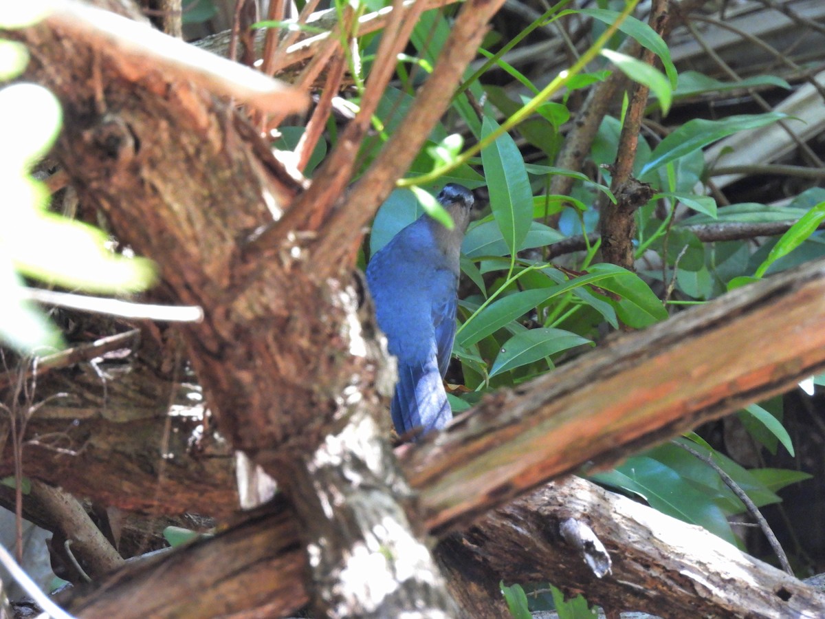 ימימן אמריקני - ML644435119