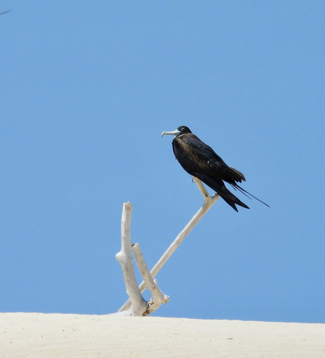 Great Frigatebird - ML644435121