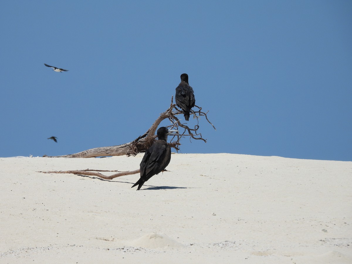Great Frigatebird - ML644435122