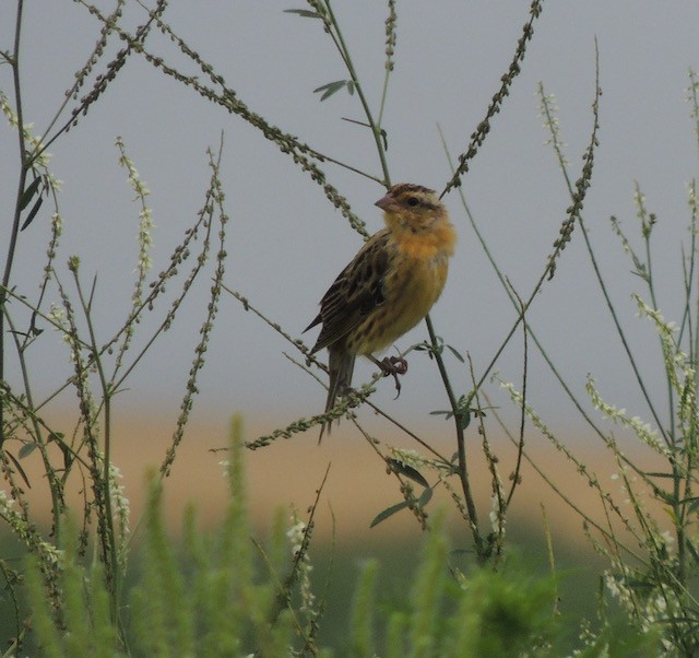 Tordo Charlatán - ML644435126