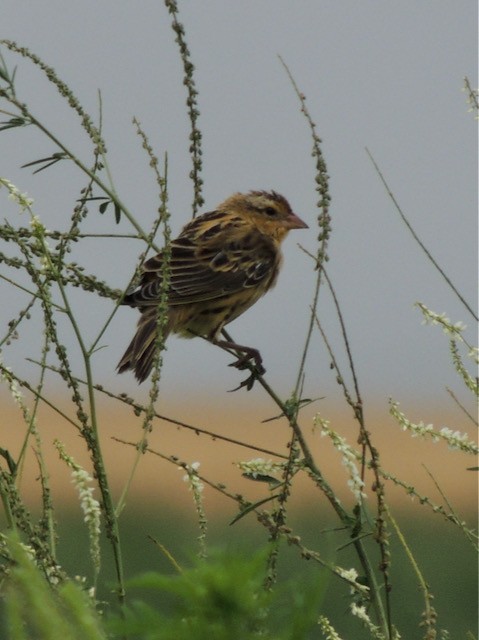 Tordo Charlatán - ML644435127