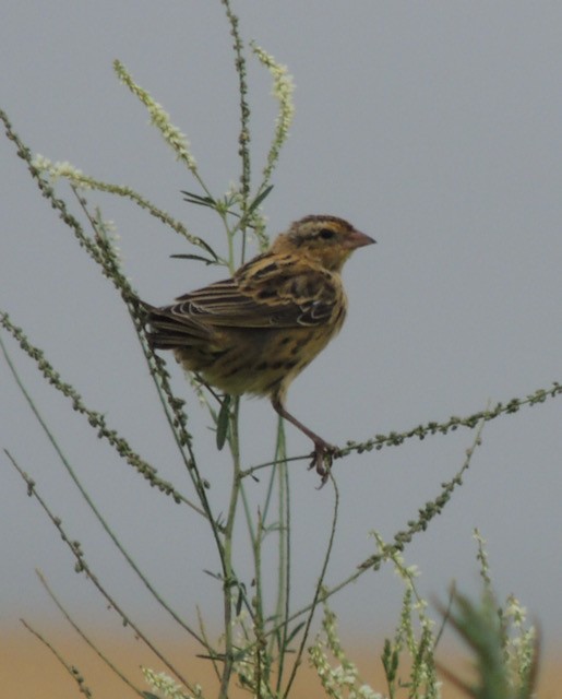 Tordo Charlatán - ML644435128
