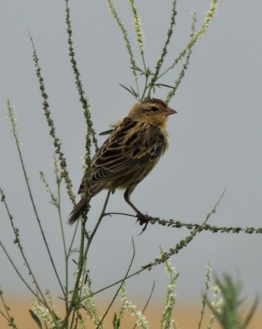 Tordo Charlatán - ML644435129
