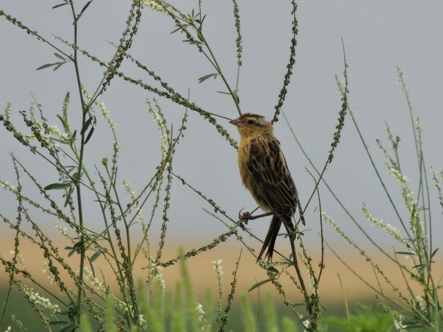 Tordo Charlatán - ML644435130