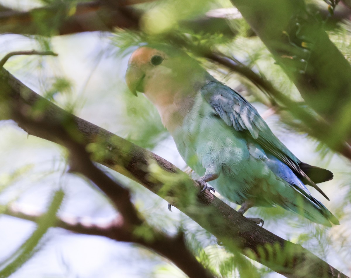 Rosy-faced Lovebird - ML644435136