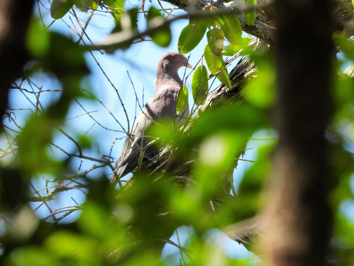 holub středoamerický - ML644435137