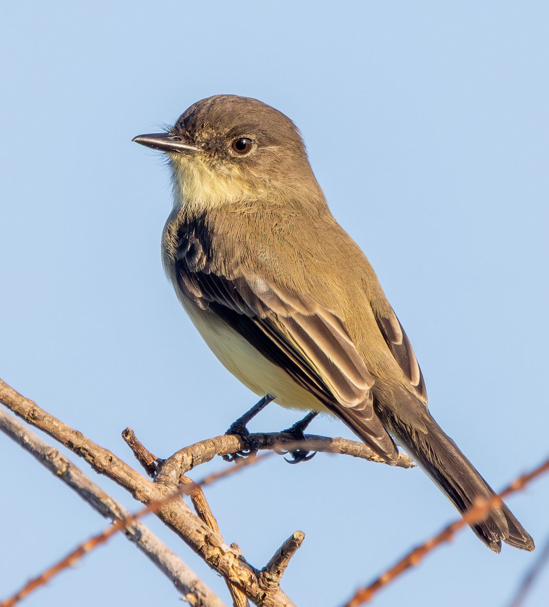 Weißbauch-Phoebetyrann - ML644435138