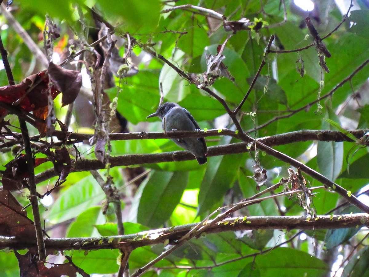 gråmaursmett - ML644435161