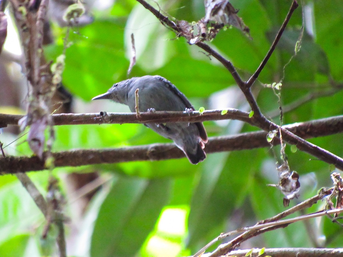 gråmaursmett - ML644435162