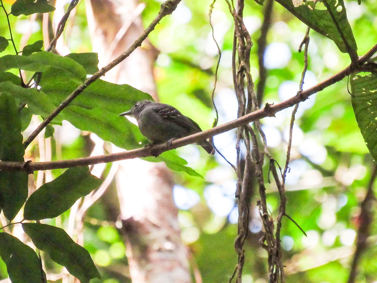 gråmaursmett - ML644435163