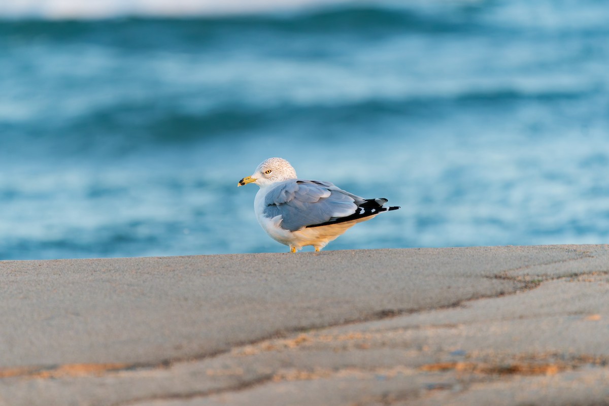 Ring-billed Gull - ML644435164