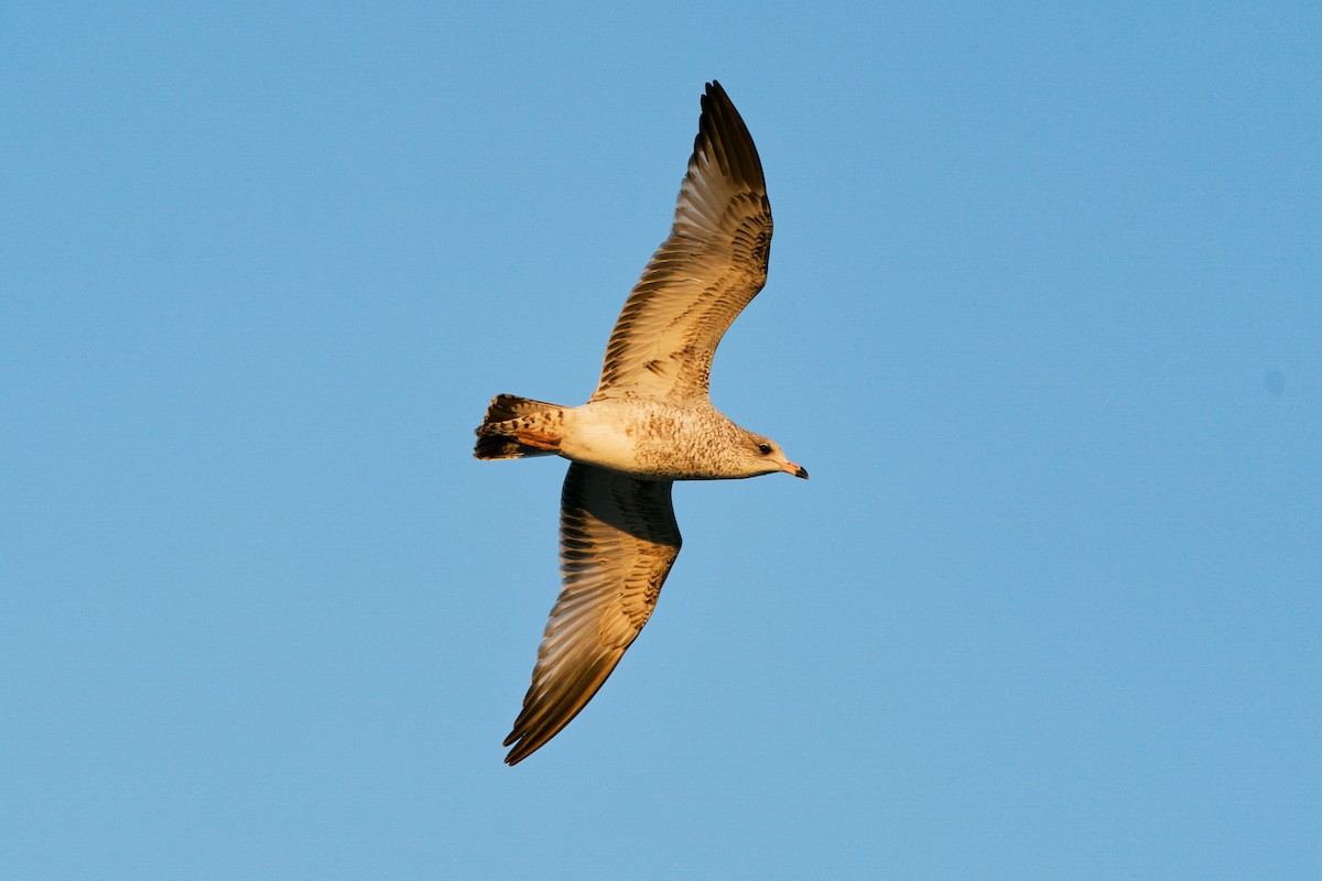 Ring-billed Gull - ML644435165