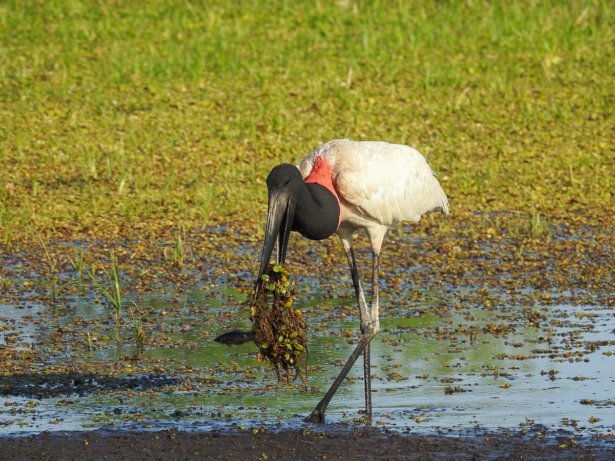 čáp jabiru - ML644435177
