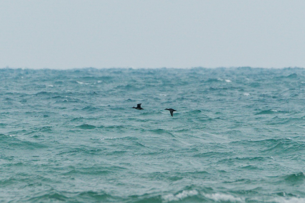 Surf Scoter - ML644435193