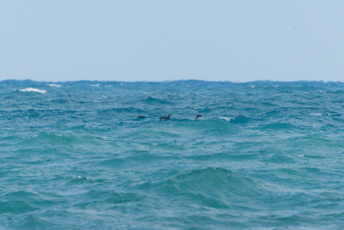 Black Scoter - ML644435202