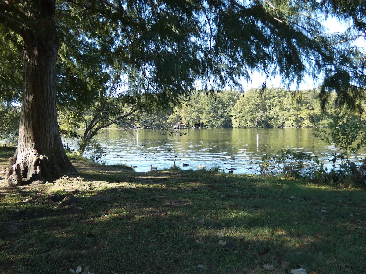 Mallard - ML644435220