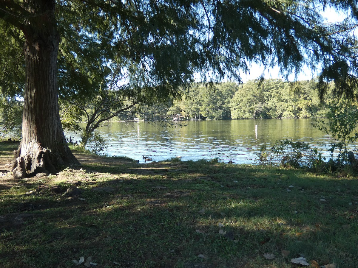 Mallard - ML644435221