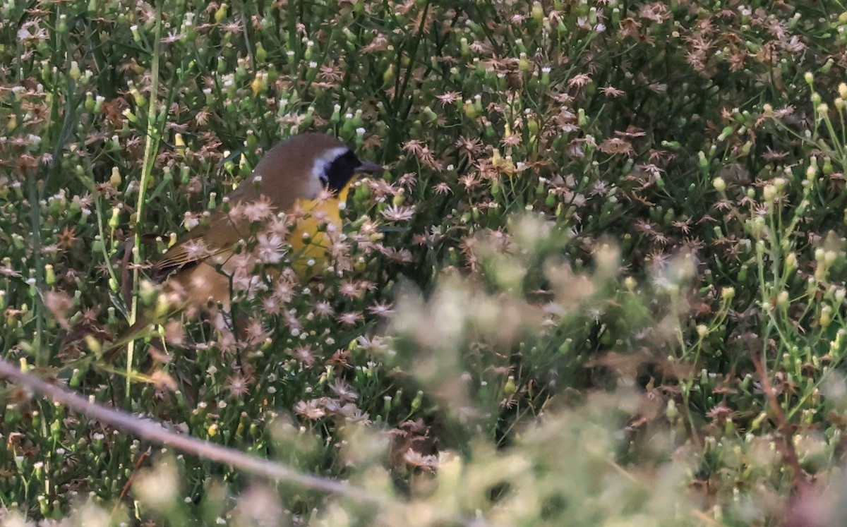 Common Yellowthroat - ML644435226