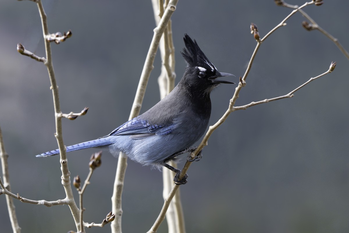 Steller's Jay (Southwest Interior) - ML644435231