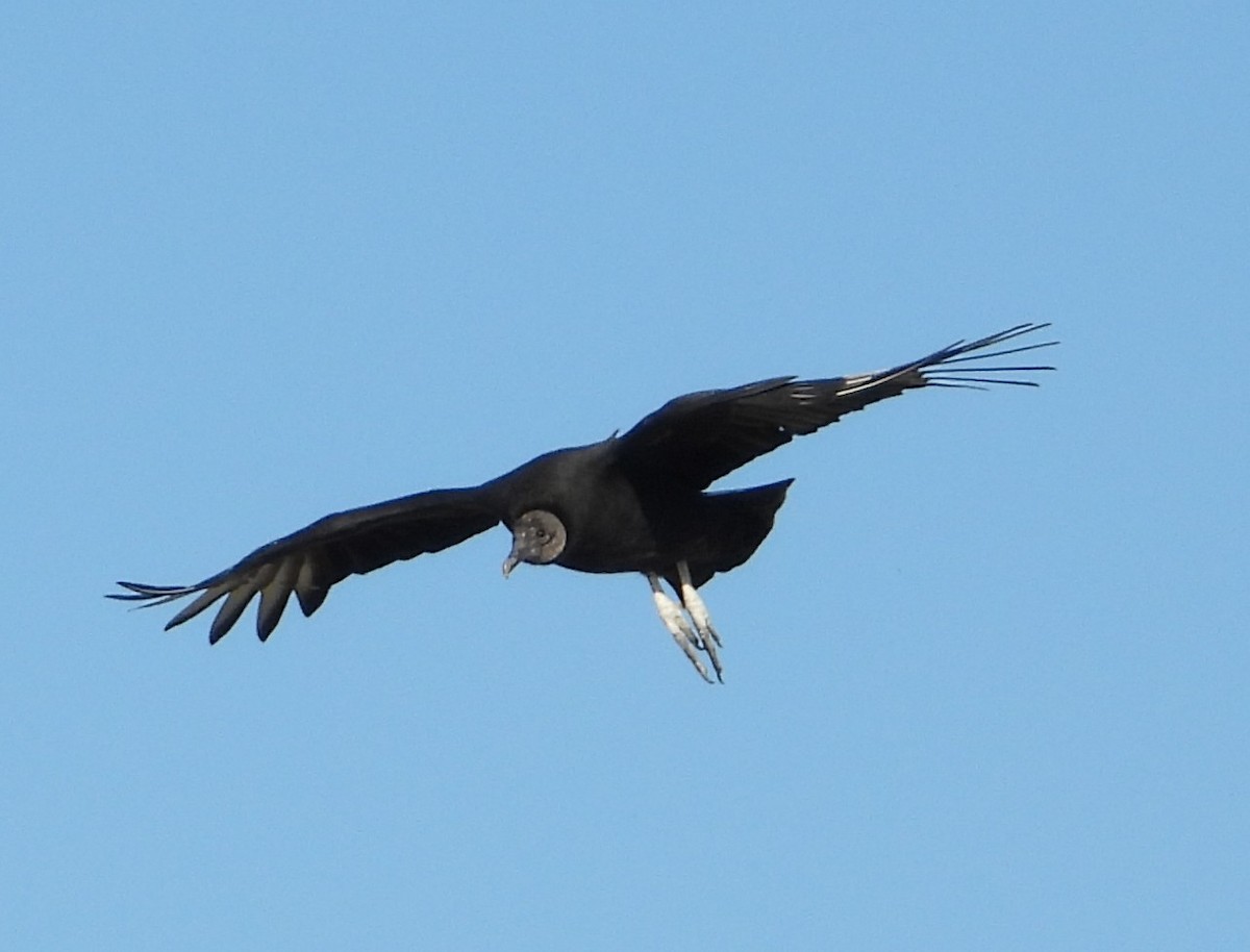 Black Vulture - ML644435247