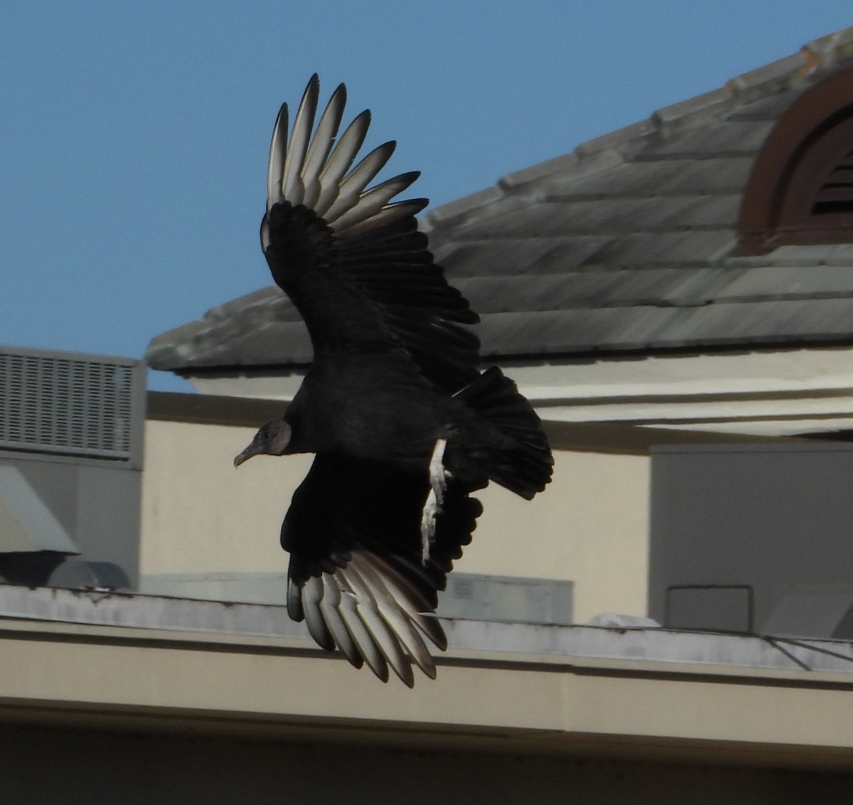 Black Vulture - ML644435248