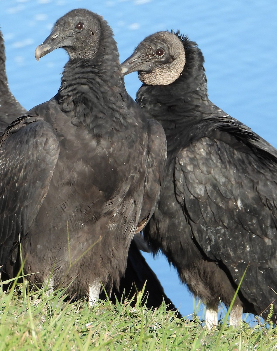 Black Vulture - ML644435250