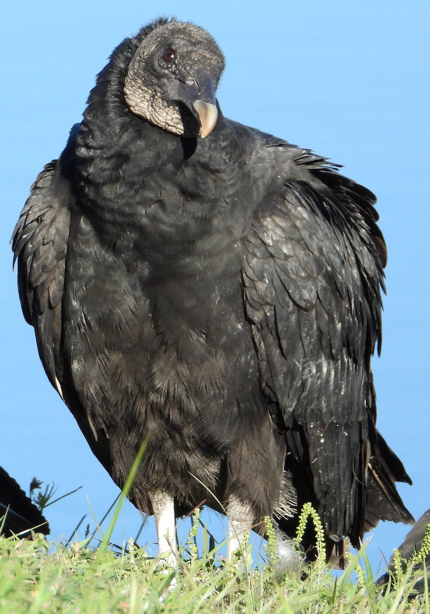 Black Vulture - ML644435251