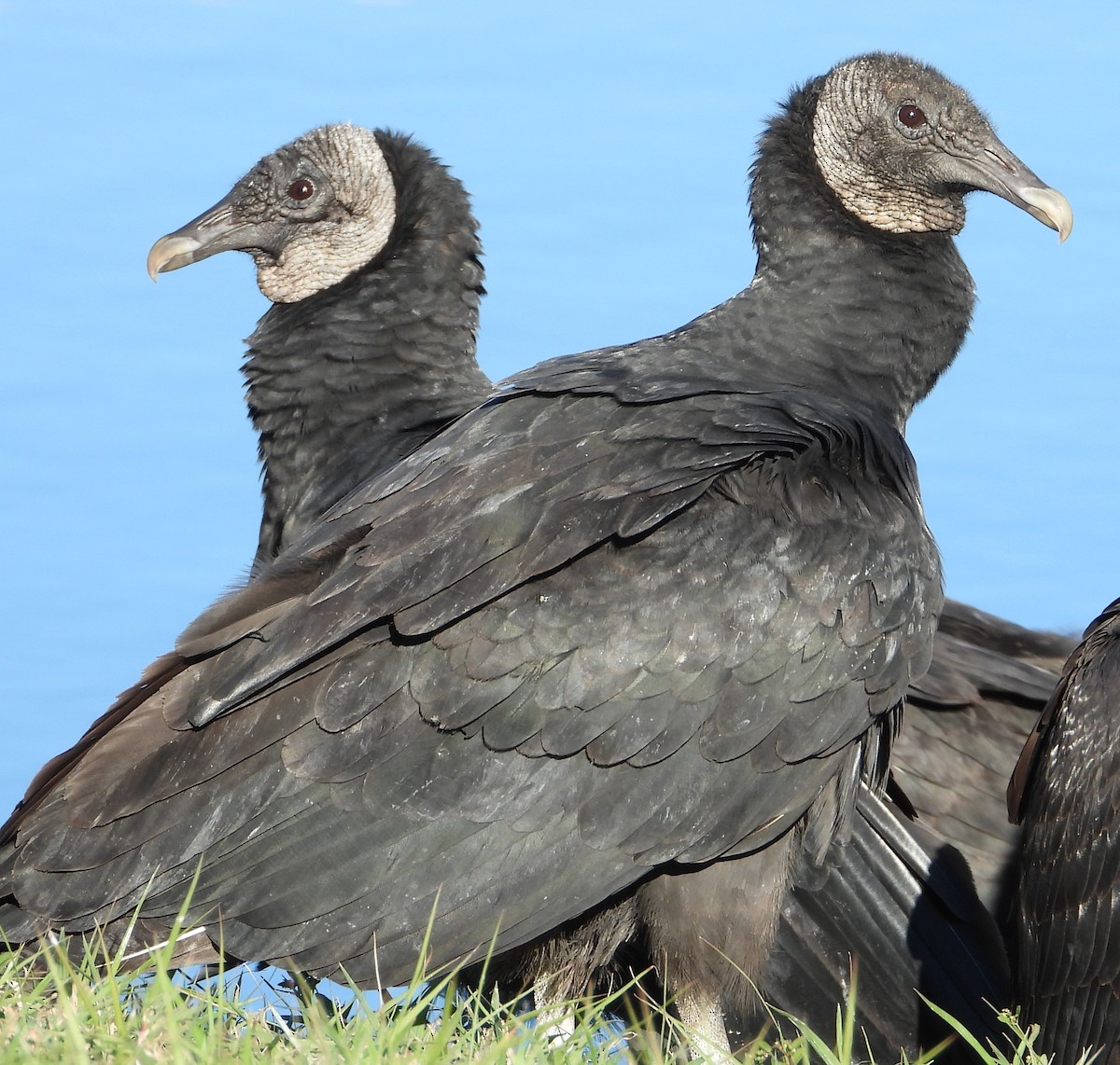 Black Vulture - ML644435252