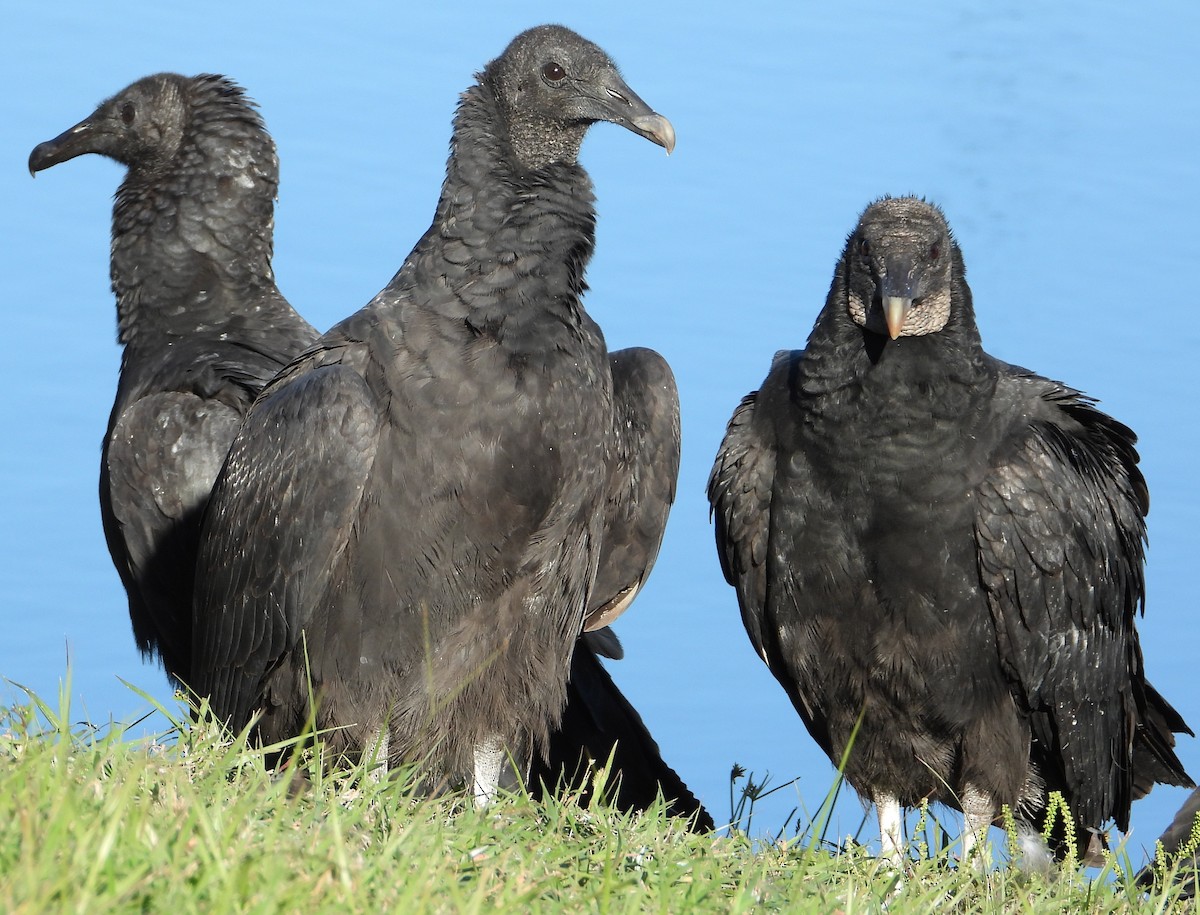 Black Vulture - ML644435253