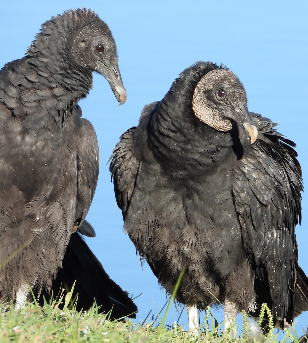 Black Vulture - ML644435254